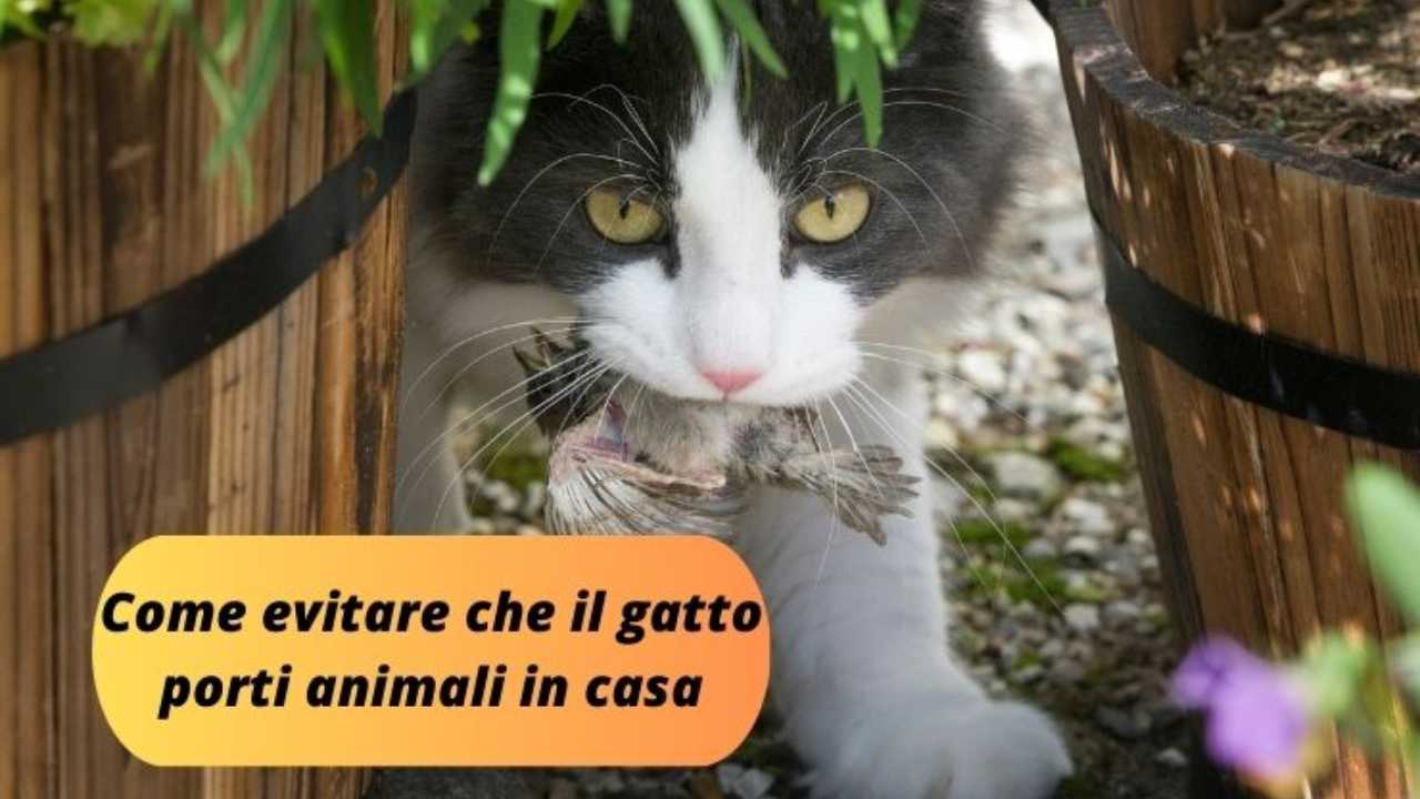 Un regalo inusuale: come evitare che il gatto porti animali in casa