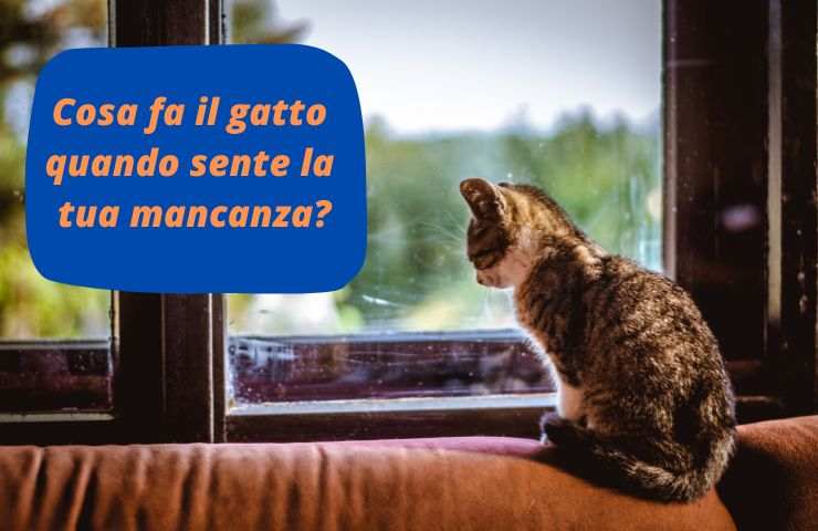 Gatto solo in casa