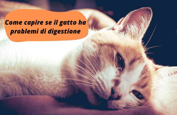 Gatto sta male