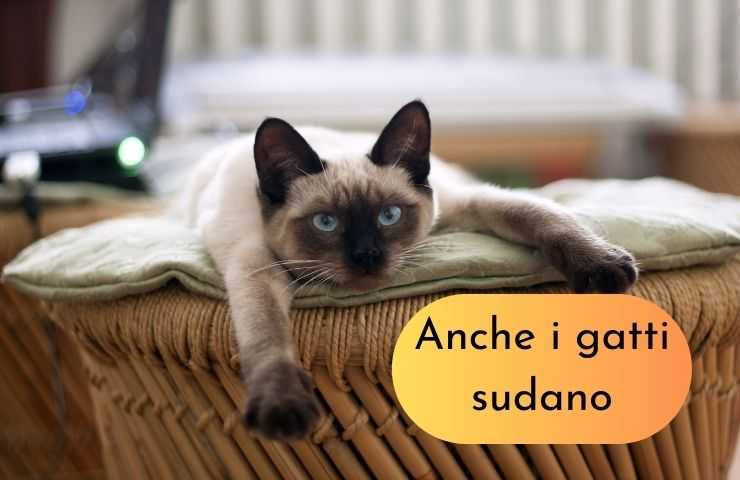 Gatto steso per il caldo