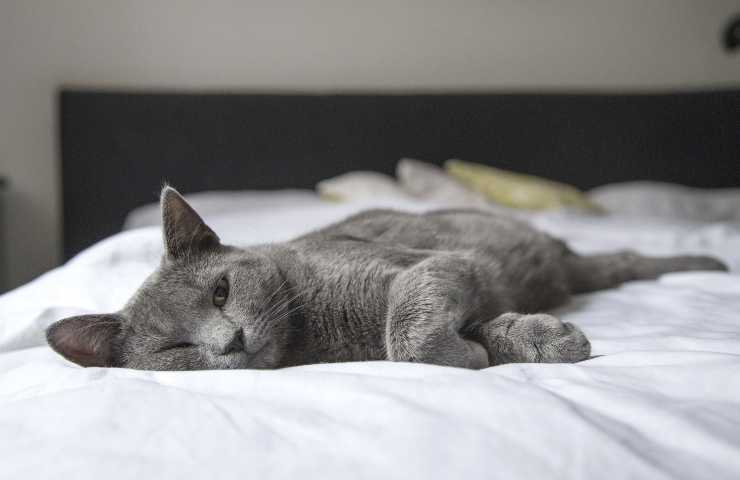 Gatto sul letto 