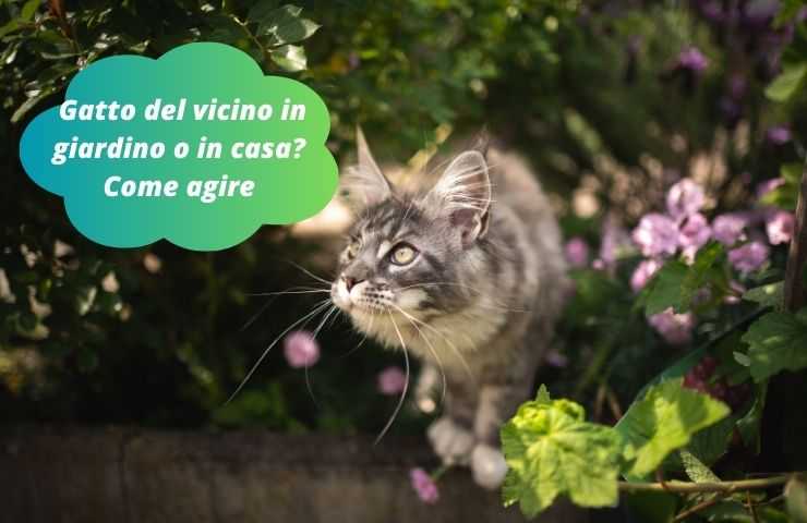 Gatto sul muretto del vicino