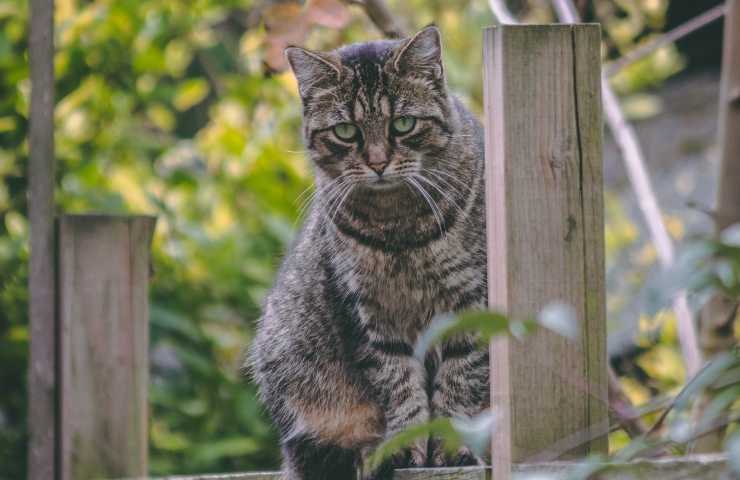 Gatto sulla staccionata del vicino