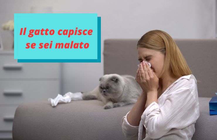 Gatto vicino alla donna malata