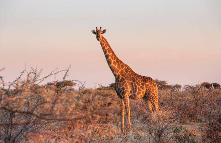 giraffe tramonto università svizzera 