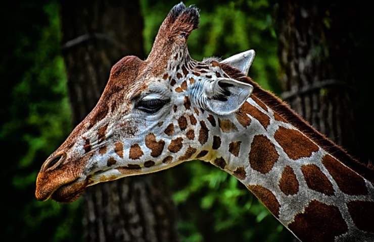 giraffe simpatico animale rischio 