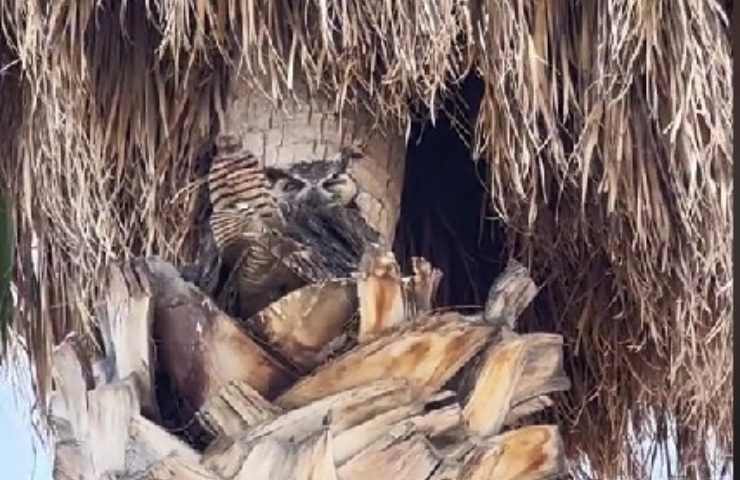 Gufo nel nido