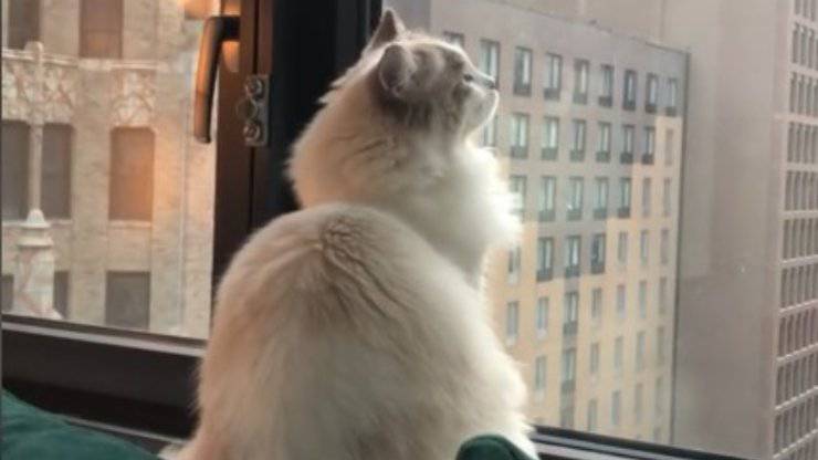 gatto resta immobile