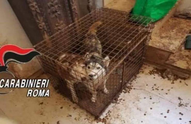 200 Cani chiusi in gabbia e costretti a vivere sui propri escrementi