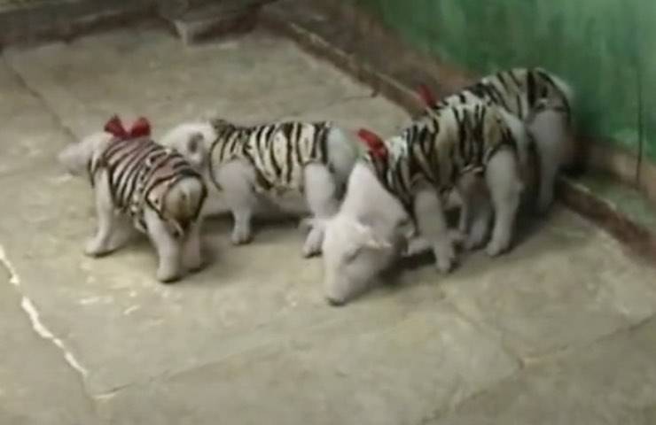 tigre protegge Thailandia zoo 