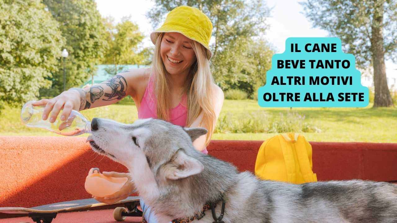 Il cane beve tanto, perché? Ci sono altri motivi oltre la sete
