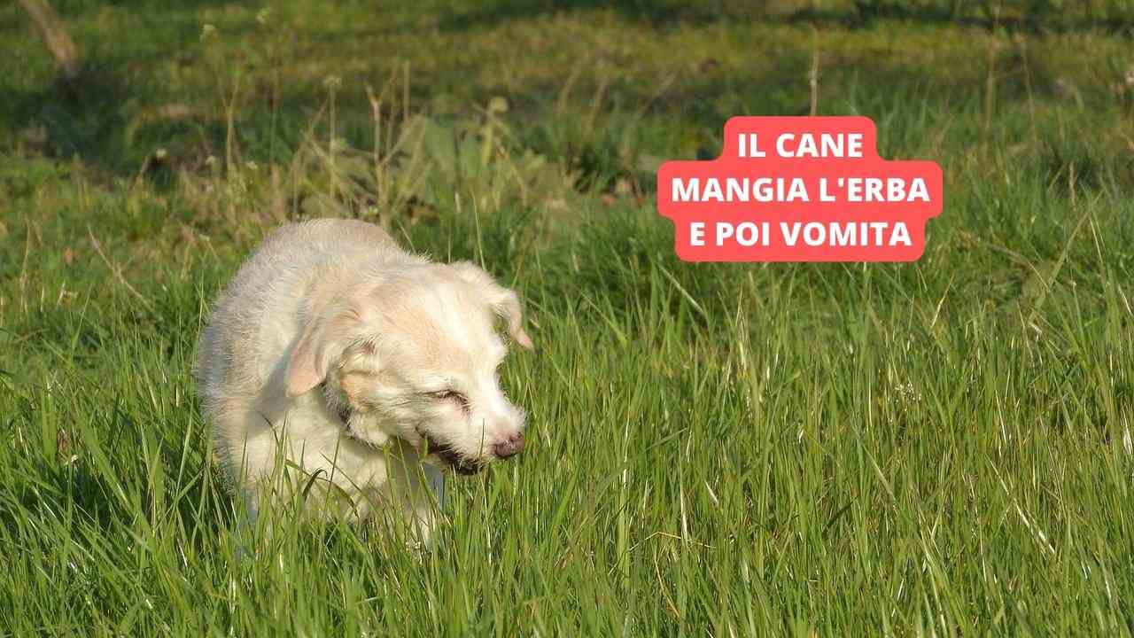 Il cane mangia l'erba e poi vomita perché lo fa e quando dovresti fermarlo