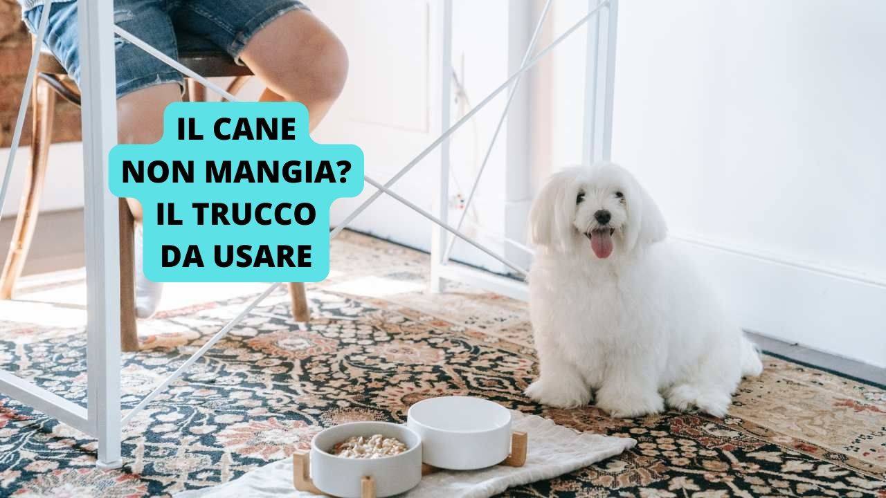 Se il tuo cane non mangia, c'è un trucco che pochi conoscono