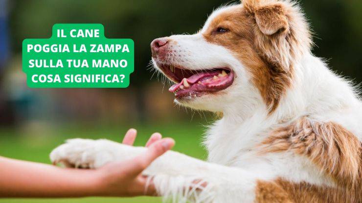 cane appoggia zampa su mano