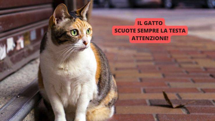 Gatto seduto