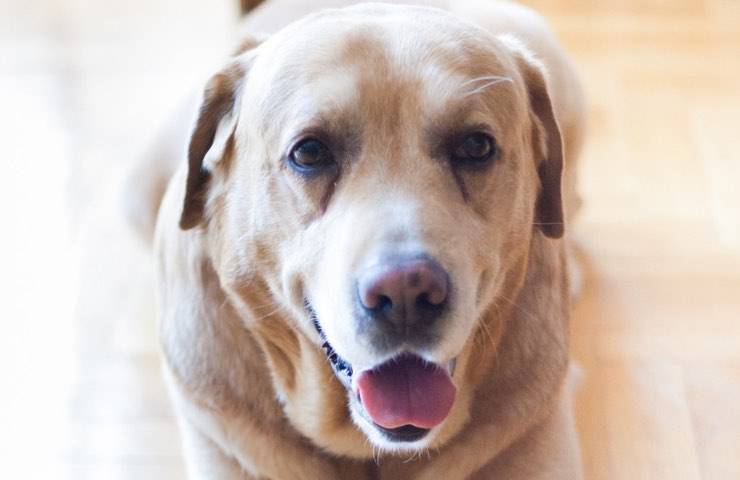 cane Labrador Retriever cookie 