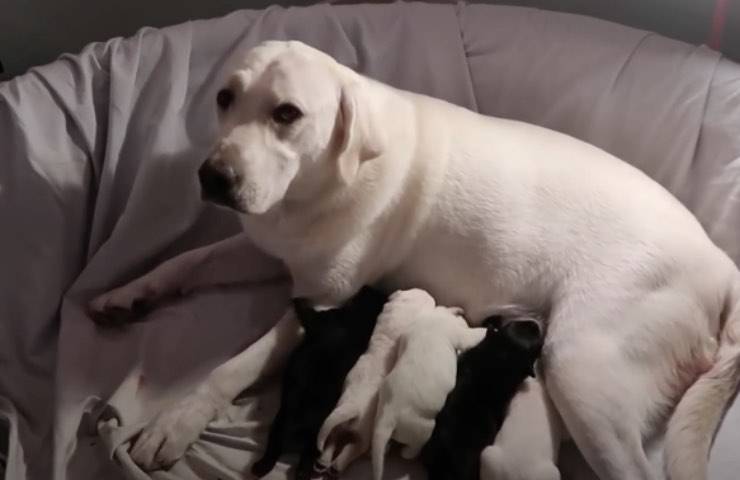 labrador affettuosa attenzioni cuccioli 