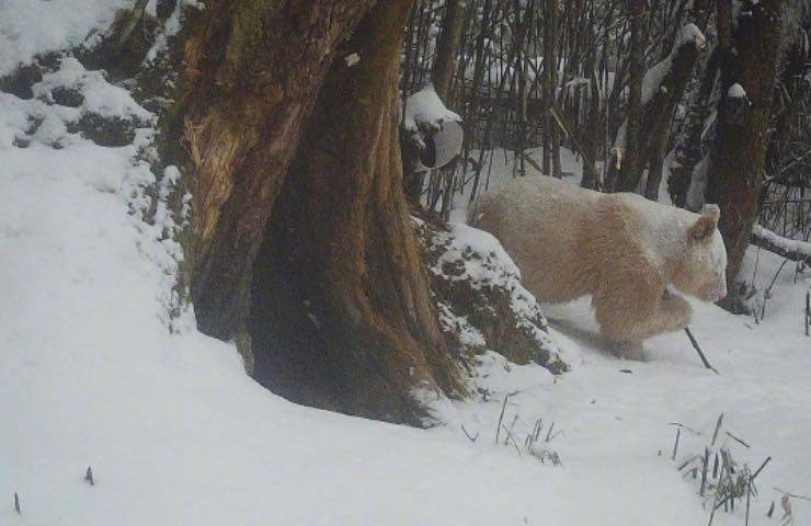 panda foresta avanza neve 