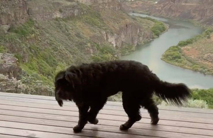 cane montagna bovaro bernese