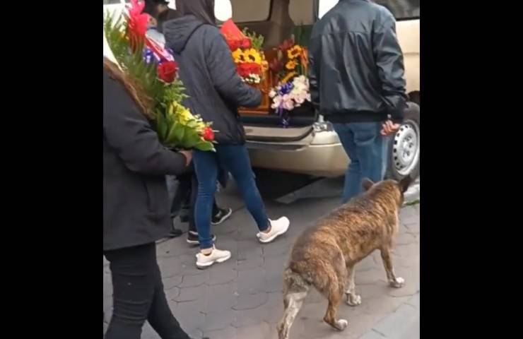 cane lutto fiori