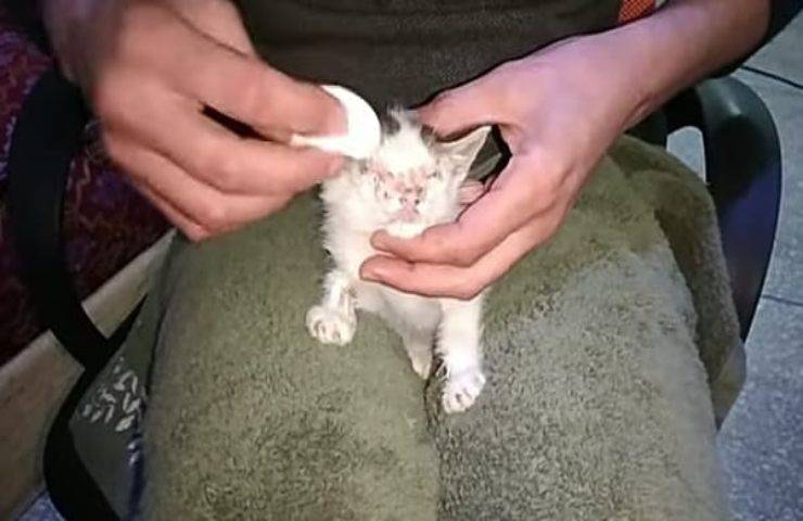 Gattino con gli occhi chiusi salvato per miracolo
