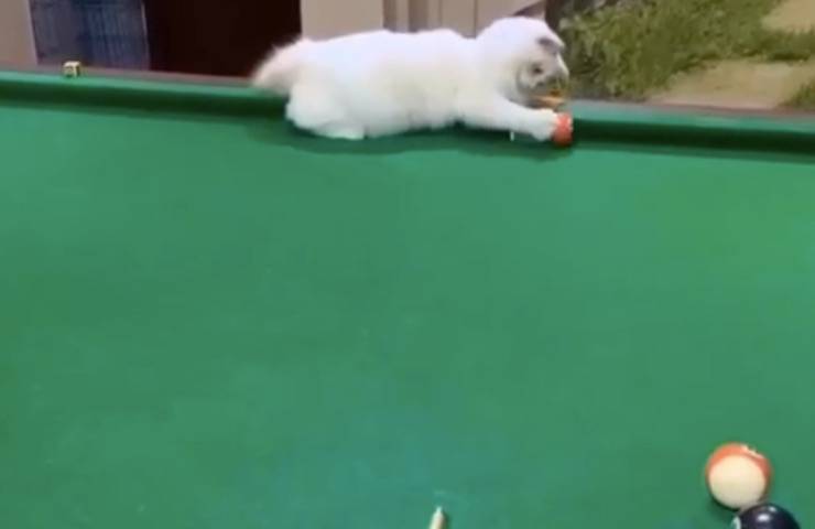 gatto gioca insieme padroncino 