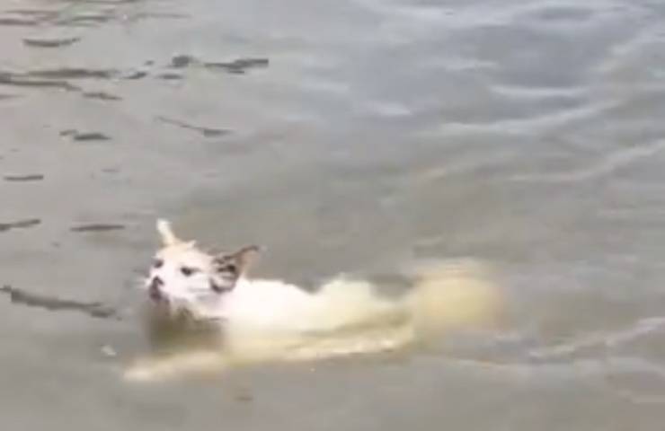 micio sopravvissuto acqua dnipro 