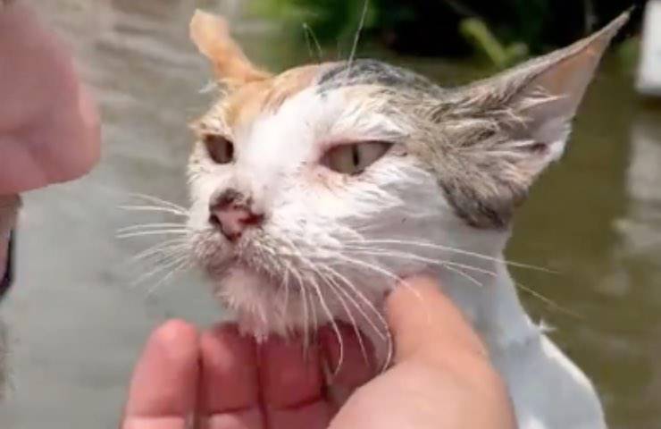 micio salvato uomo barca 