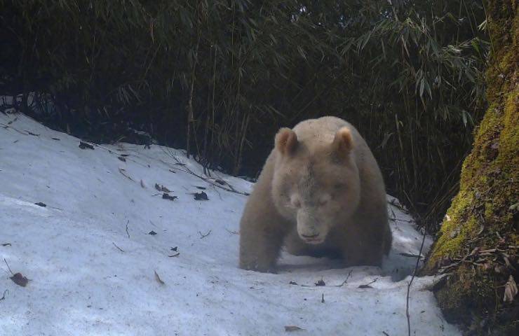 panda ultimo avvistamento Cina 