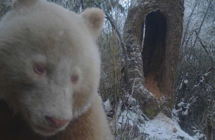 panda manto colore bianco 