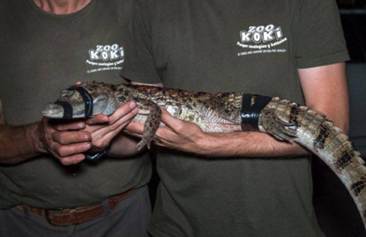 alligatore maschio toledo salvataggio 