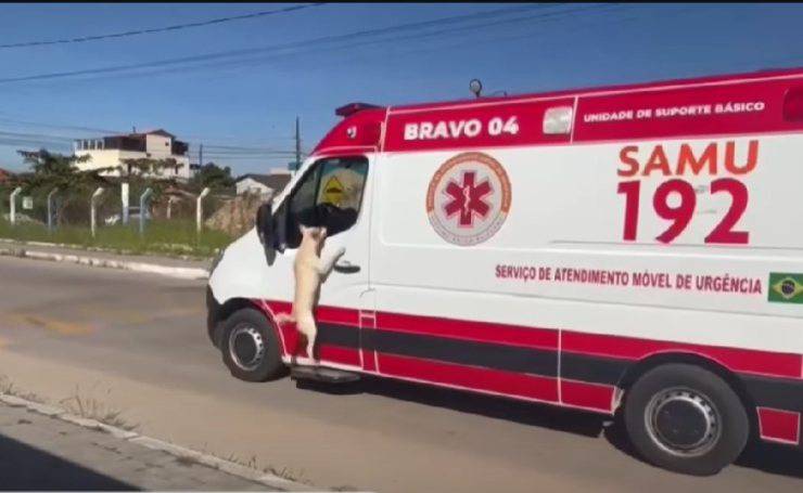 cane in cerca del suo padrone