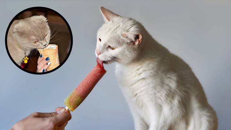gatto mangia ghiacciolo