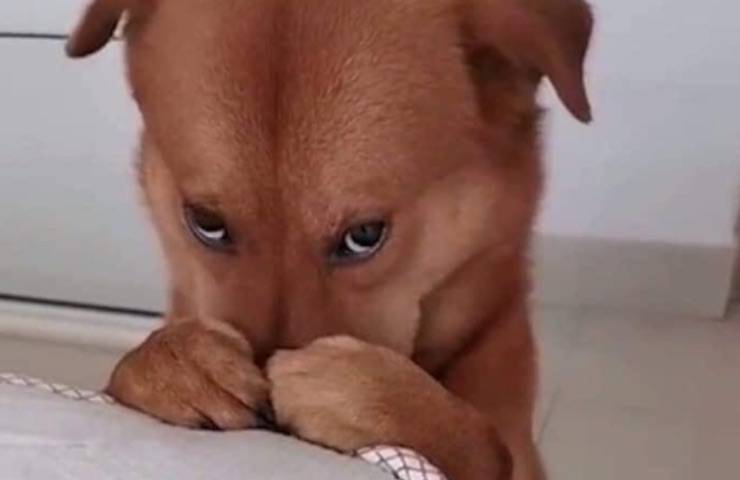 cane reazione sembra nascondersi 