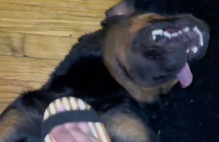 cane adottato reazione virale 