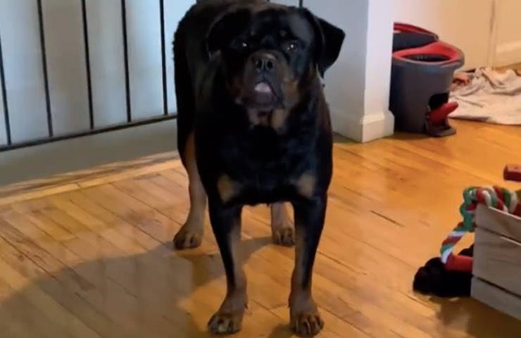 cane richiesta divertente supplichevole 