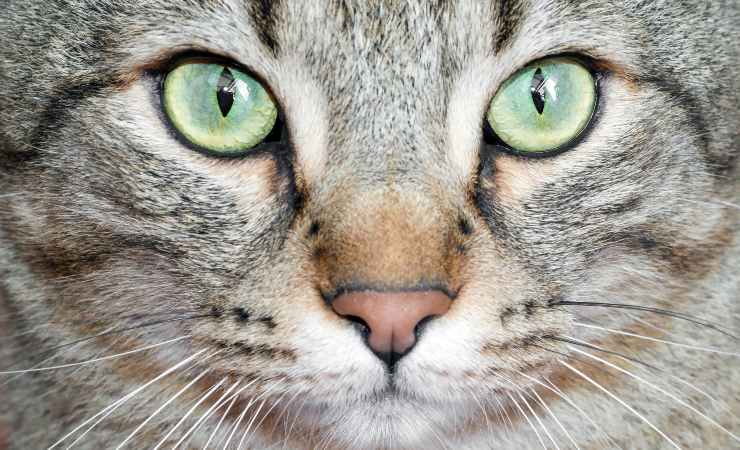 gli occhi del gatto