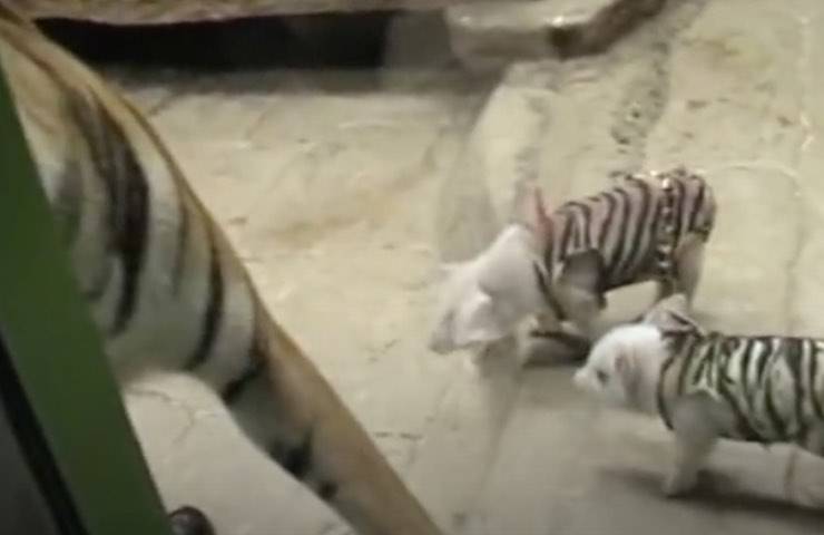 tigre insieme allatta piccoli 