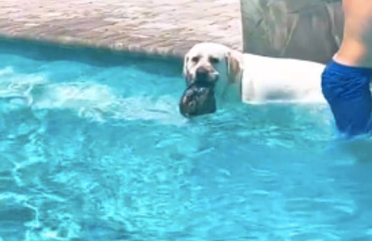 cane entusiasta nuotatore professionista 