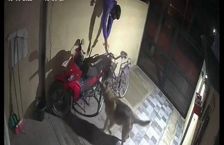 Cane impedisce ai ladri di rubare in casa sua