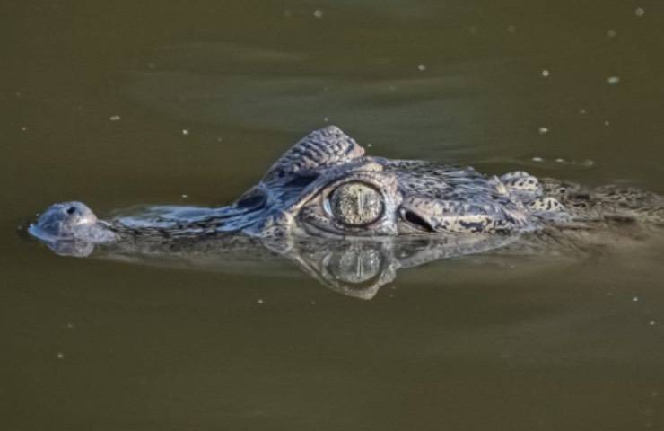 alligatore avvistato tenuta privata 