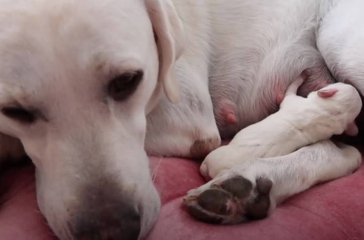 labrador preoccupata lucy cucciolata 