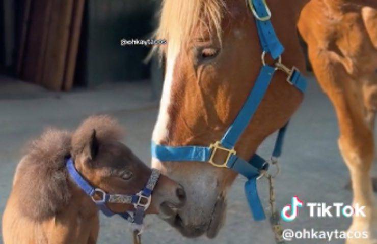 caballos a primera vista inseparables