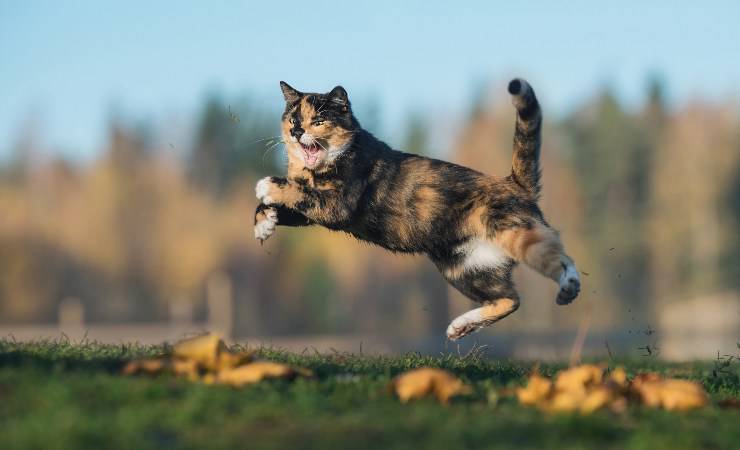 gatto che salta