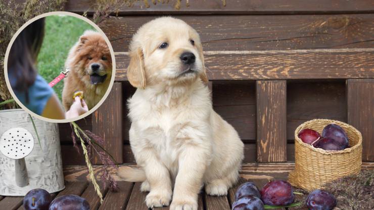prugne per il cane