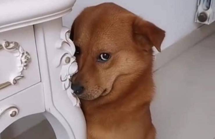 cane scuse evita rimprovero 