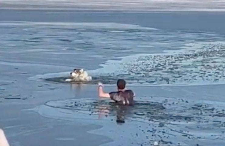 cane eroe salva husky 