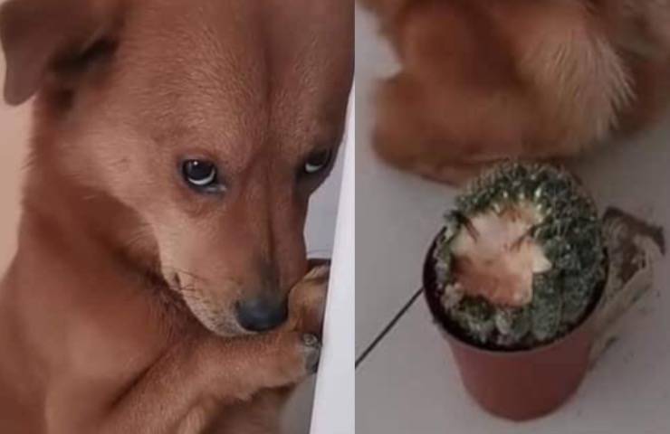 cane espressione rimediare danno 