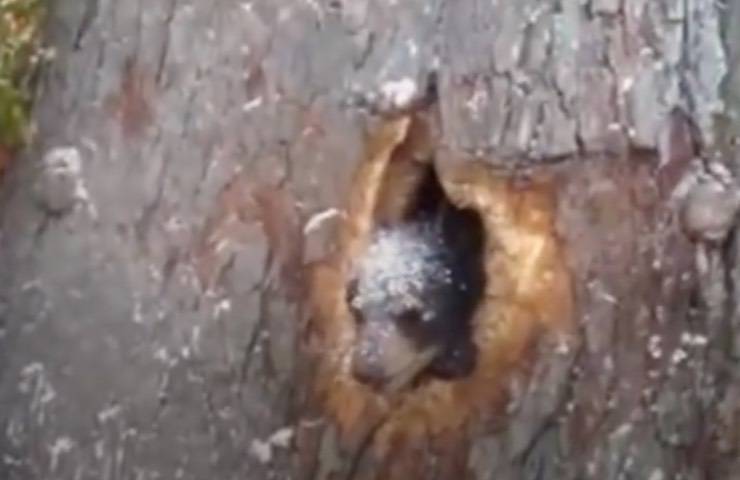 orso corpo intrappolato albero 