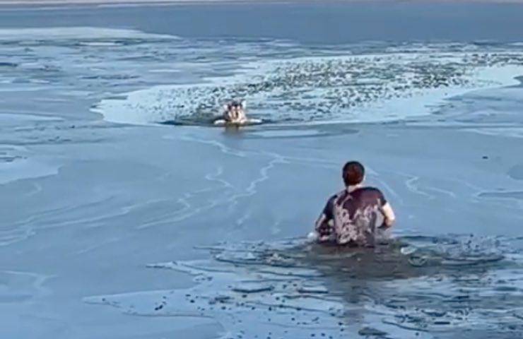 cane difficoltà rischiava annegare 